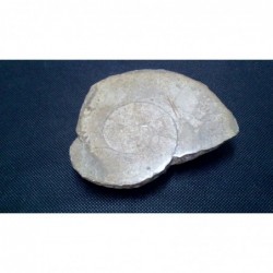 Fossile Ammonite     V