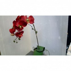 Orchidea Stoffa   V